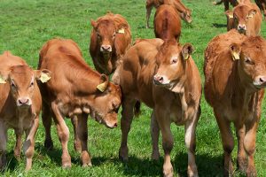 Cooperativa zootecnica Scaligera al via progetto innovativo di riduzione antibiotico per gli animali bovini